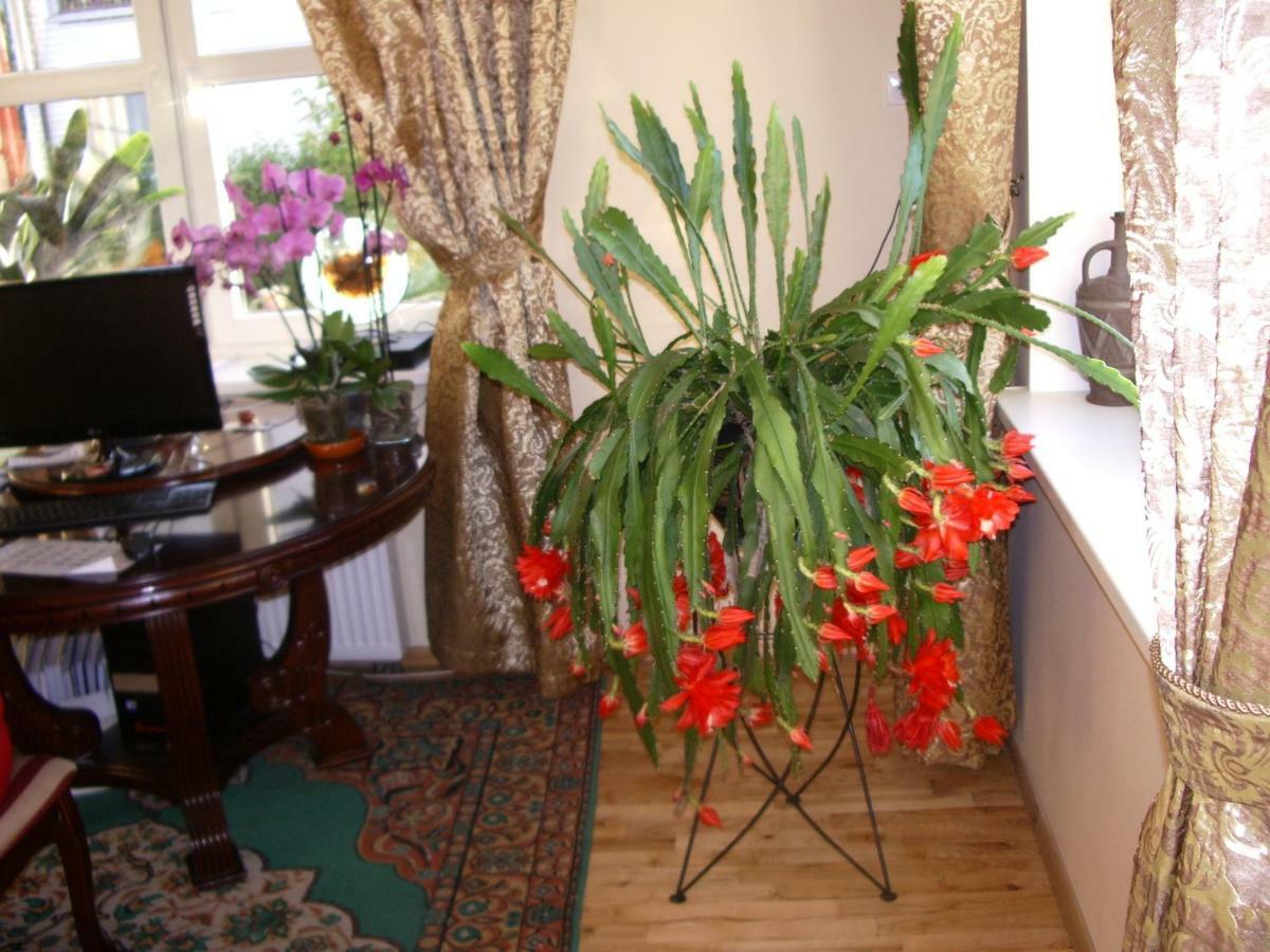 Sveciu Namai Avada Hotel Klaipėda Kültér fotó